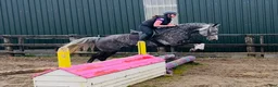 Allround hästar till salu: Stunning Irish mare  - Annons 9