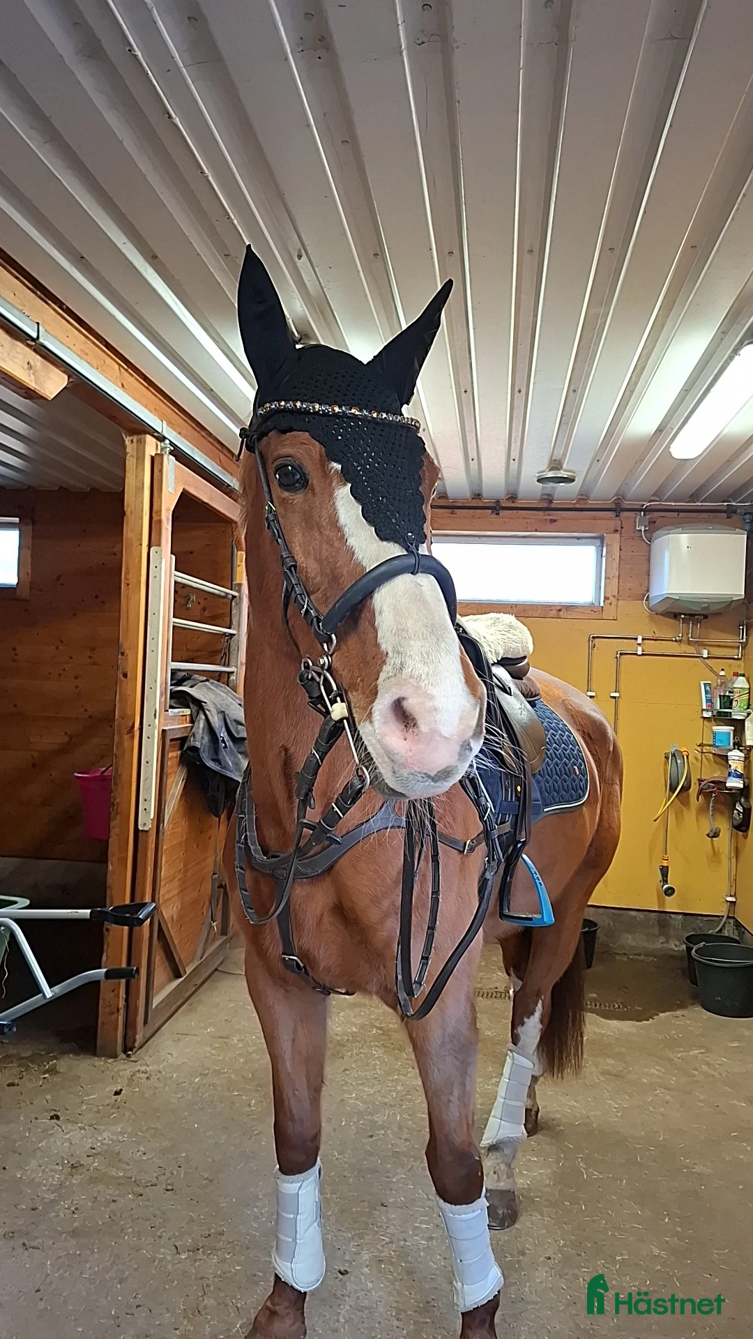 Hoppning hästar till salu: Sto som letar hinder! - Annons 1