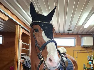 hästar Sto som letar hinder! - Annons 1