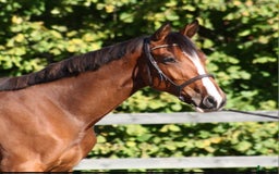 Hoppning hästar till salu: Fynda lovande unghästar  i Asarum - Annons 4