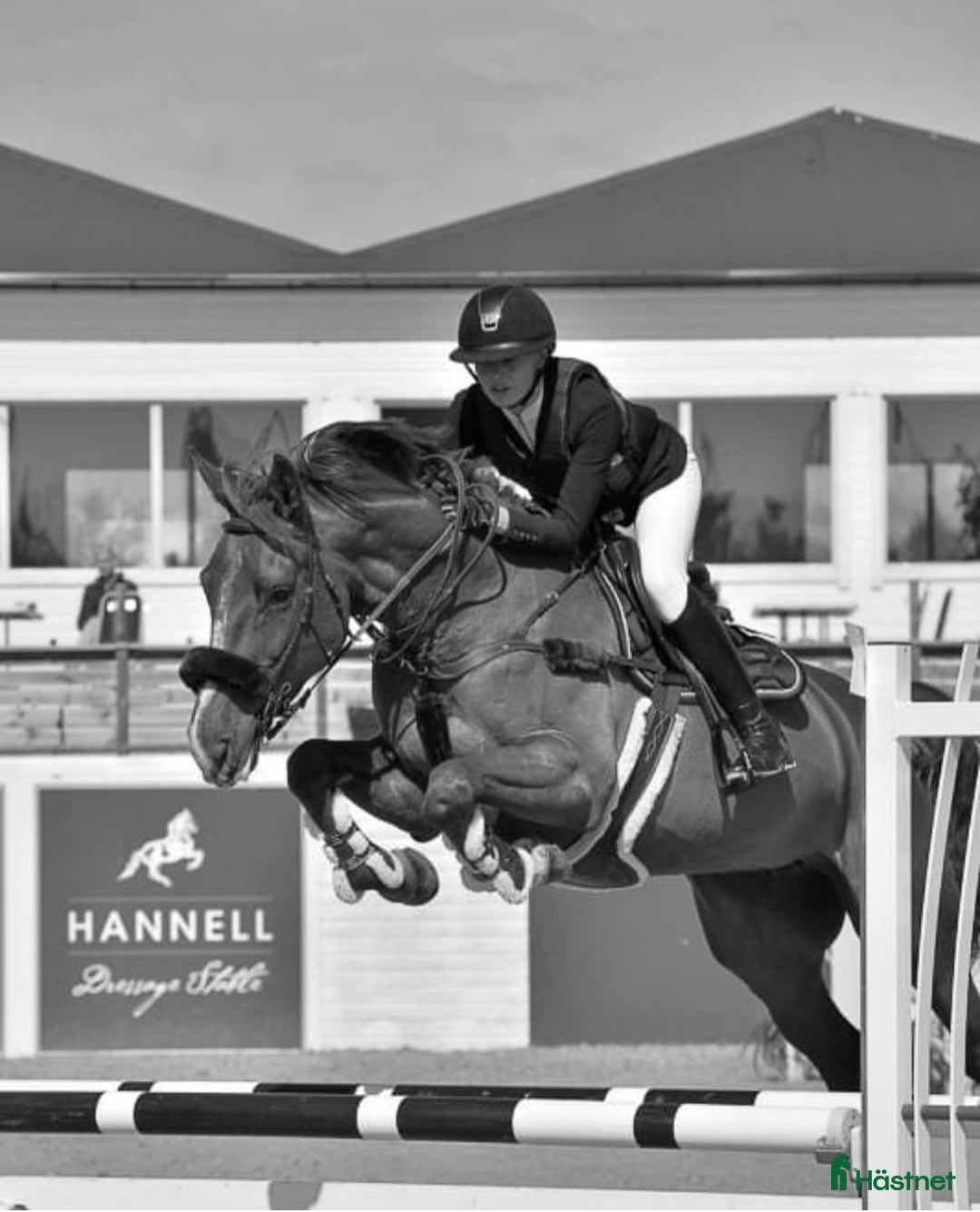 Hoppning hästar till salu: Fint sto till salu!  i Vellinge - Annons 1