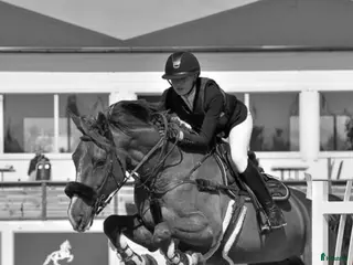 hästar Fint sto till salu! - Annons 7