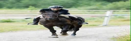 Allround hästar till salu: Guld ämne - Annons 1