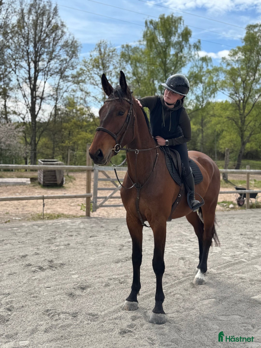  hästservice finnes: Utbildning, tävling och försäljning  - Annons 2