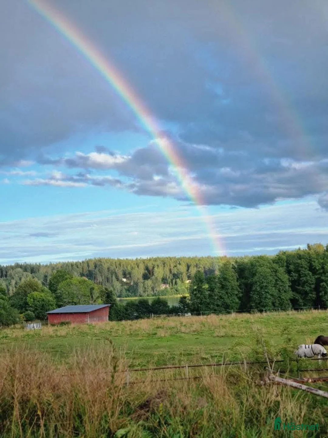  stallplats finnes: Stallplats för islandshäst Rö/Rimbo! i Rö - Annons 6