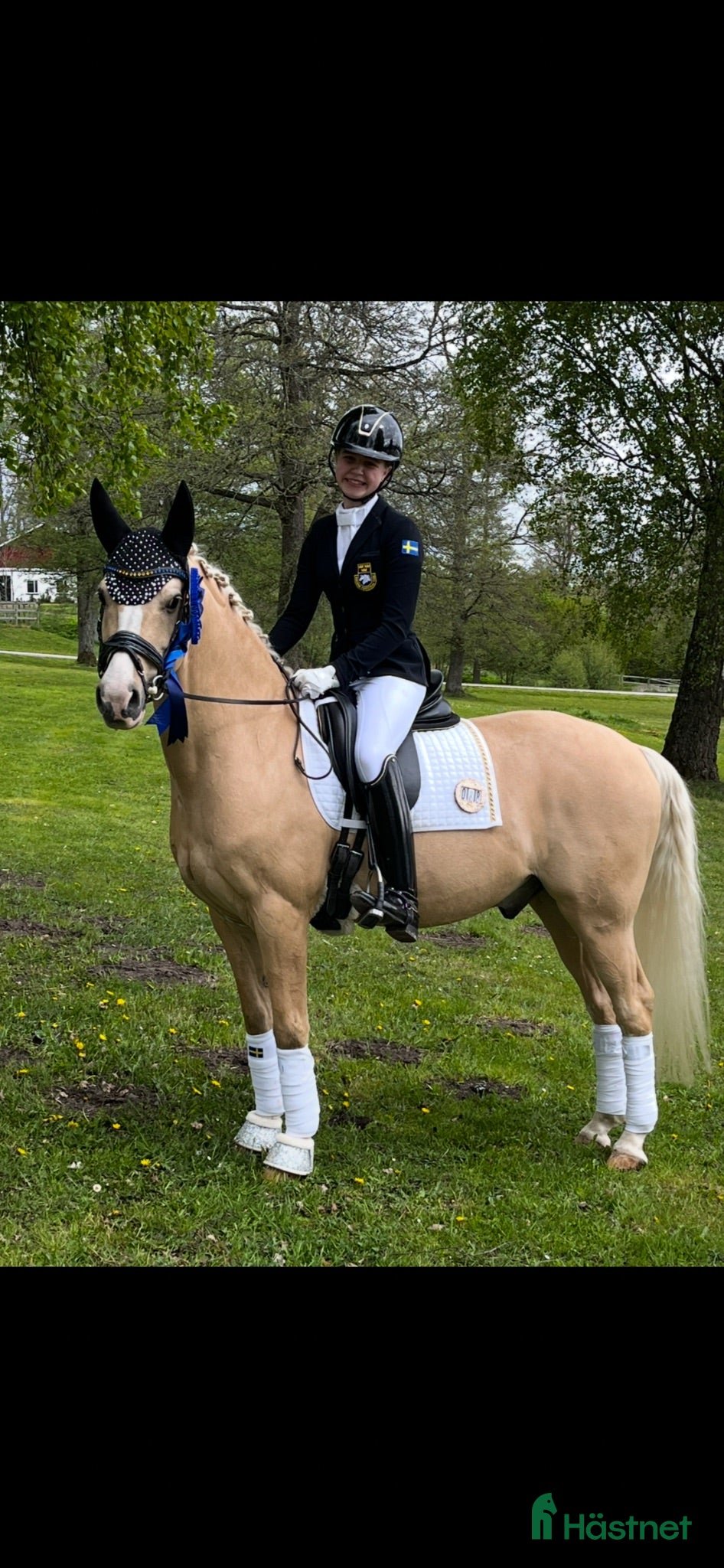  hästar FEI ponny - Annons 3