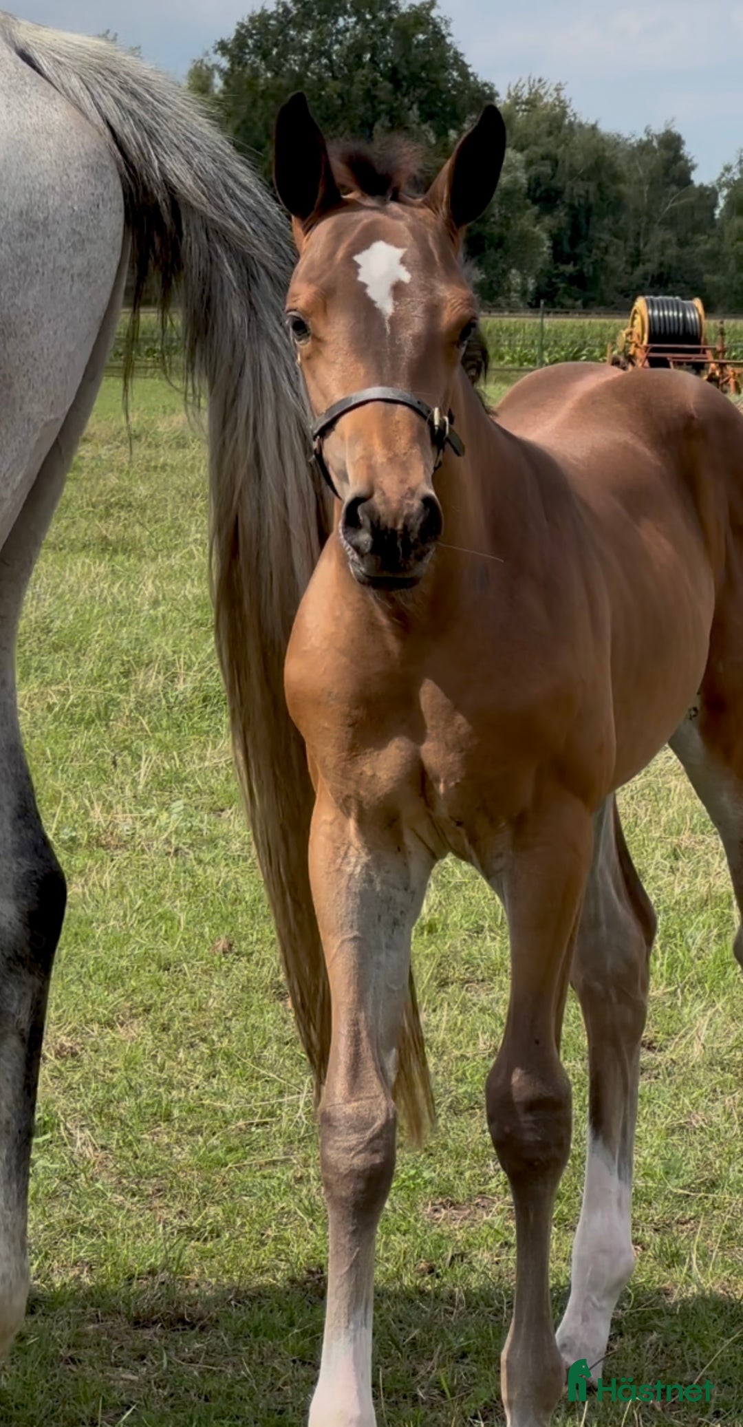 Hoppning hästar till salu: Stoföl Emerald x Kannan x Cardento i Halmstad - Annons 1