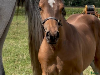 hästar Stoföl Emerald x Kannan x Cardento i Halmstad - Annons 21
