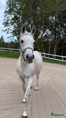 foderhäst i Mullsjö - Annons 15