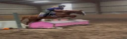 Hoppning hästar till salu: Jumping ponies  - Annons 9