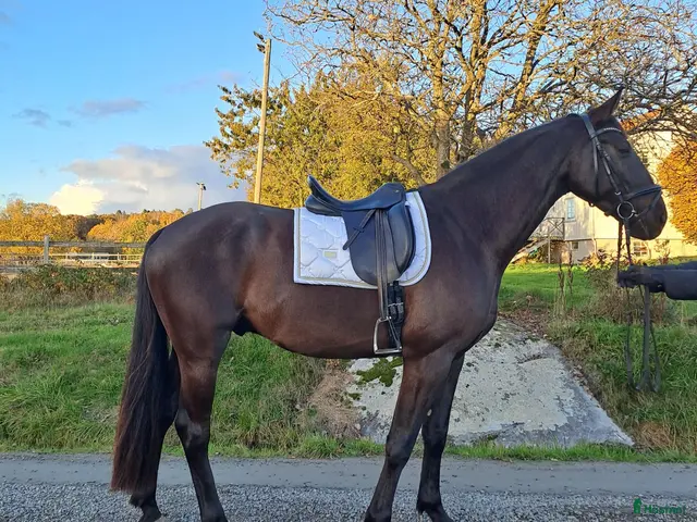 hästar till salu: Dressyrtalang 5 årig valack e Americano GJ - Annons 6