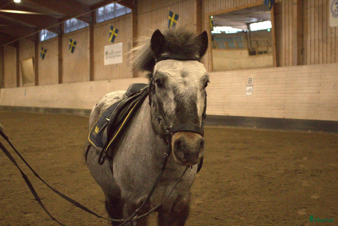 Allround hästar till salu: Pigg ponny - Annons 2