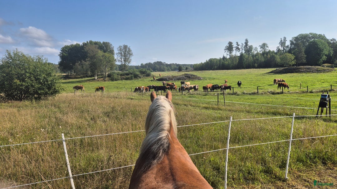  stallplats finnes: Boxplats i litet kollektiv i Vårsta  i Grödinge - Annons 6