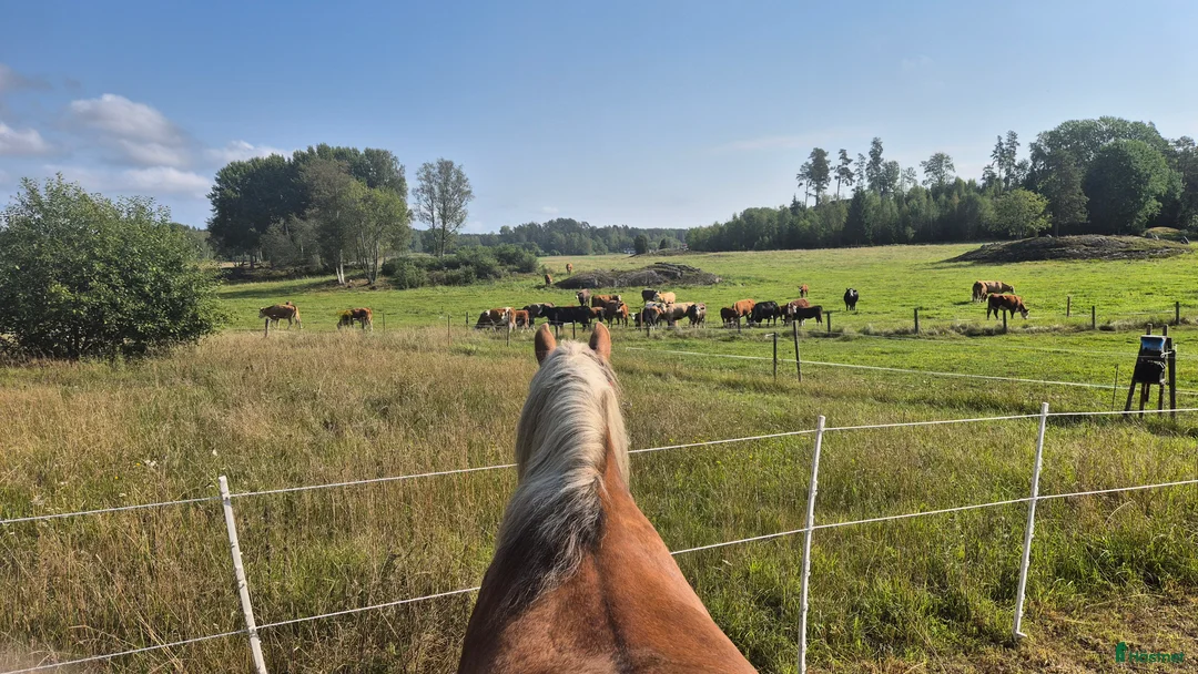  stallplats finnes: Boxplats i litet mysigt stall i Vårsta  - Annons 6