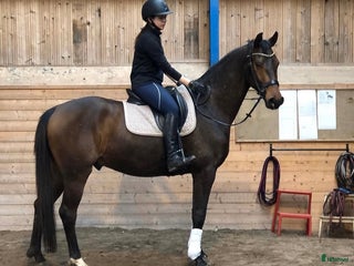 hästar Mkt trevlig allroundvalack i Storfors - Annons 7