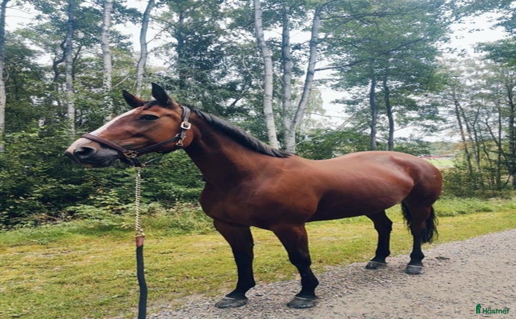  medryttarhäst finnes: Medryttarhäst i Ödsmål, Stenungsund finnes i Ödsmål - Annons 1