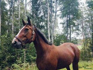 medryttarhäst finnes: Medryttarhäst i Ödsmål, Stenungsund finnes i Ödsmål - Annons 12