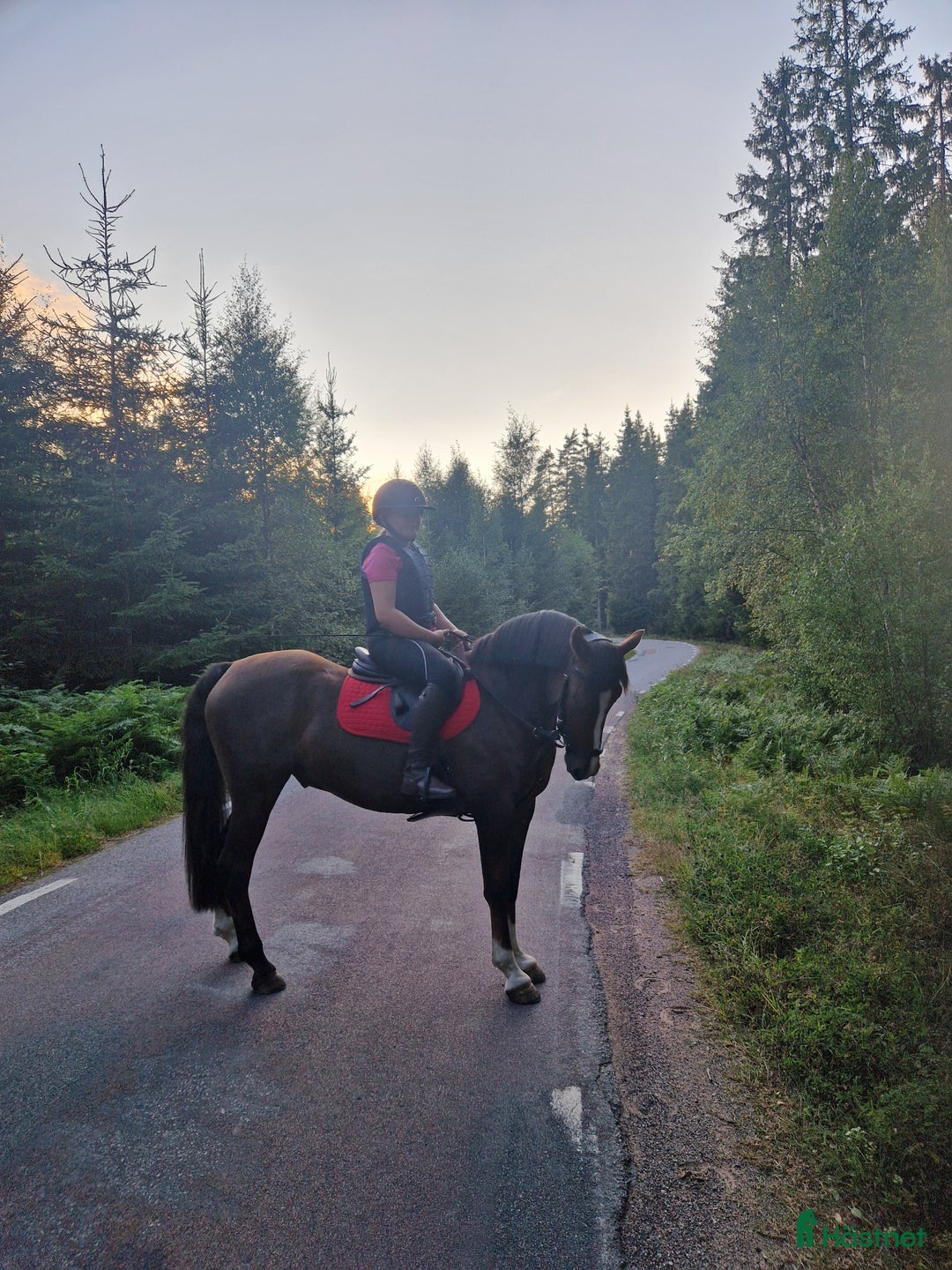 Allround hästar till salu: Fantastisk ponny letar efter sin ryttare i Ödeshög - Annons 4