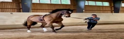  stallplats finnes: Sjövillans gård, stallet vid Mälarens strand! - Annons 7