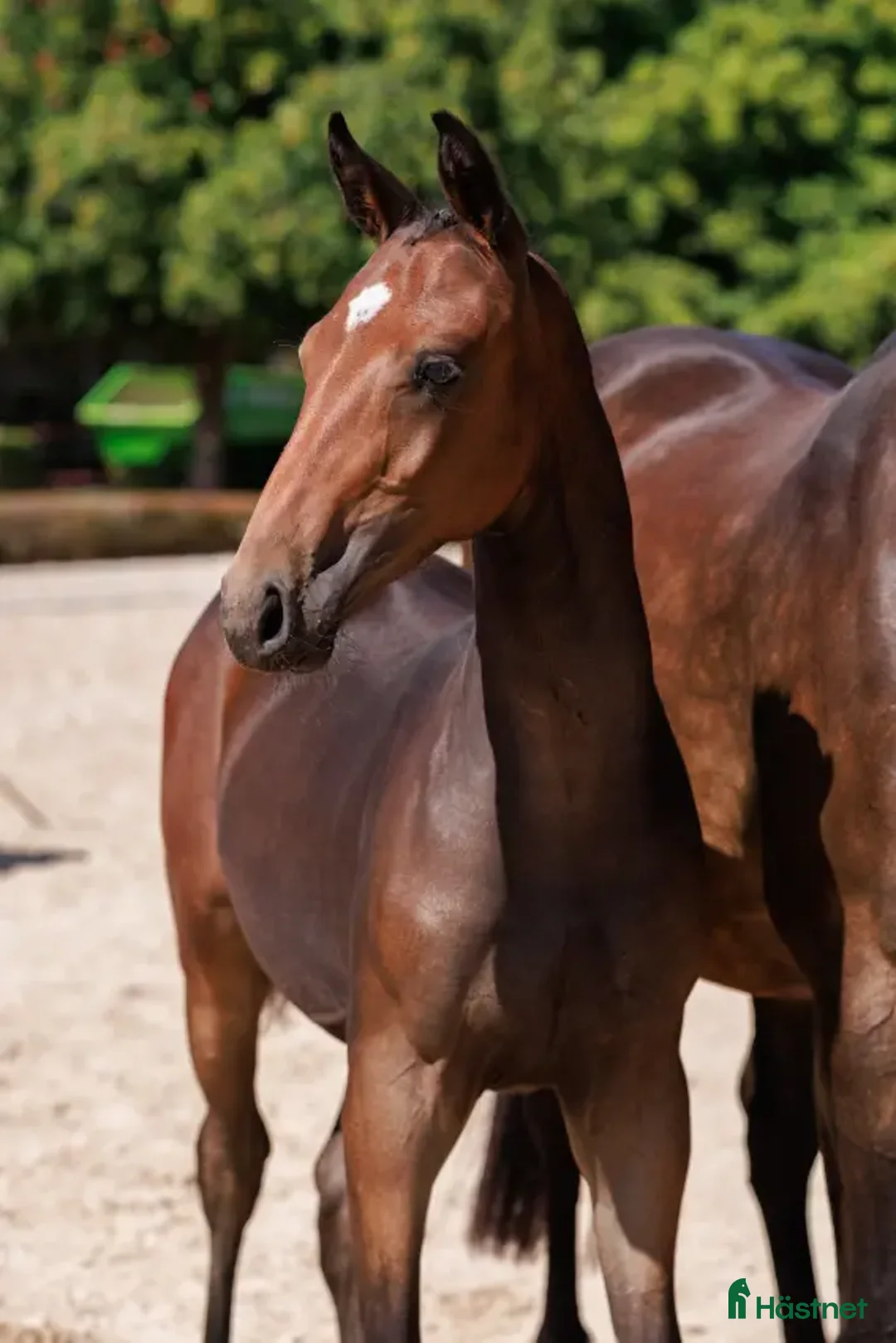 Hoppning hästar till salu: Kille med potential  - Annons 1