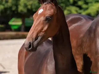 hästar Kille med potential - Annons 5