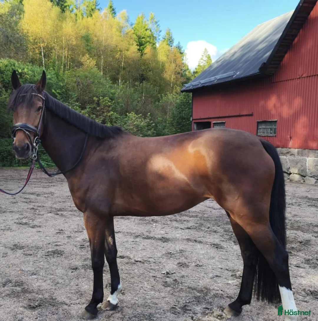 Dressyr hästar till salu: Fint sto  - Annons 2