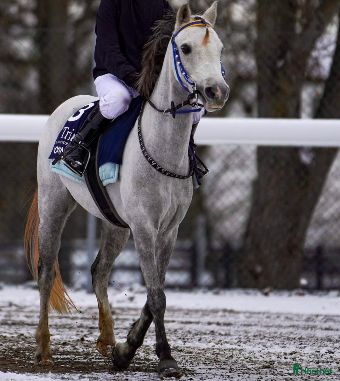 Galopp hästar till salu: Superfin hopponny som är starta i galopp  i Grillby - Annons 3