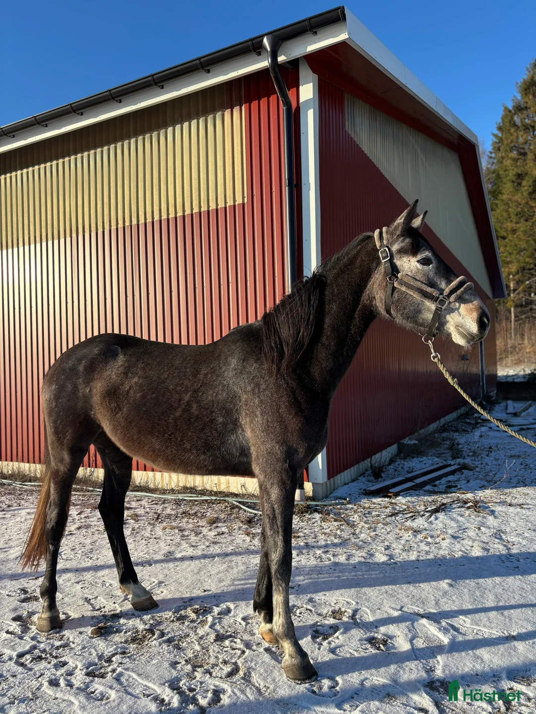 Hoppning hästar till salu: Känsligt och godhjärtat sto - Annons 4