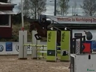 hästar i Linköping - Annons 14