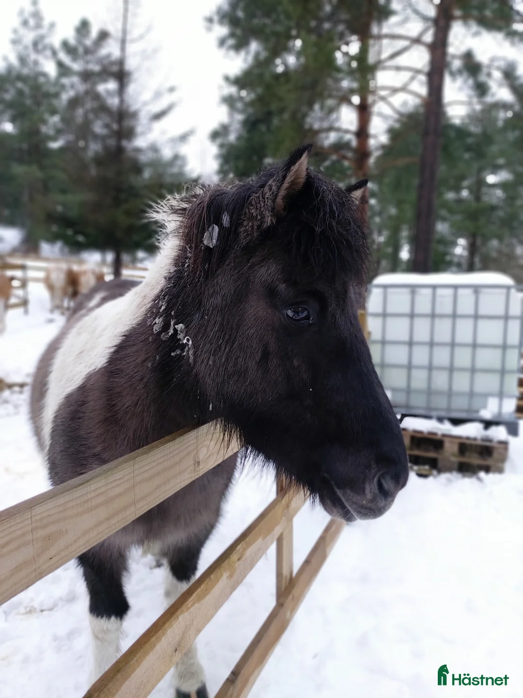 Allround hästar till salu: Social 5-gångare med personlighet på Åland i Grisslehamn - Annons 10