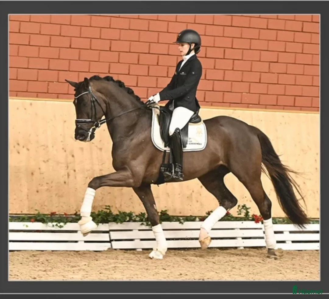 Dressyr hästar till salu: Top gångartshäst eTotal Hope   - Annons 1