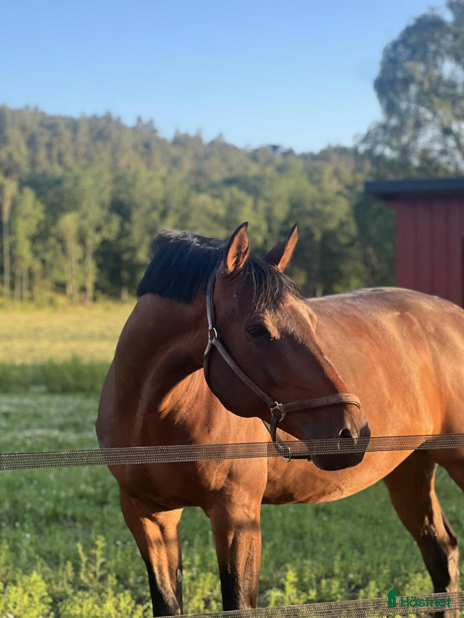  hästar Fantastisk valack säljes som projekt  i Frillesås - Annons 5
