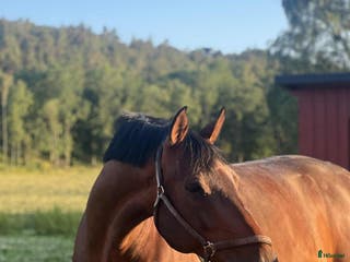 hästar Fantastisk valack säljes som projekt i Frillesås - Annons 11