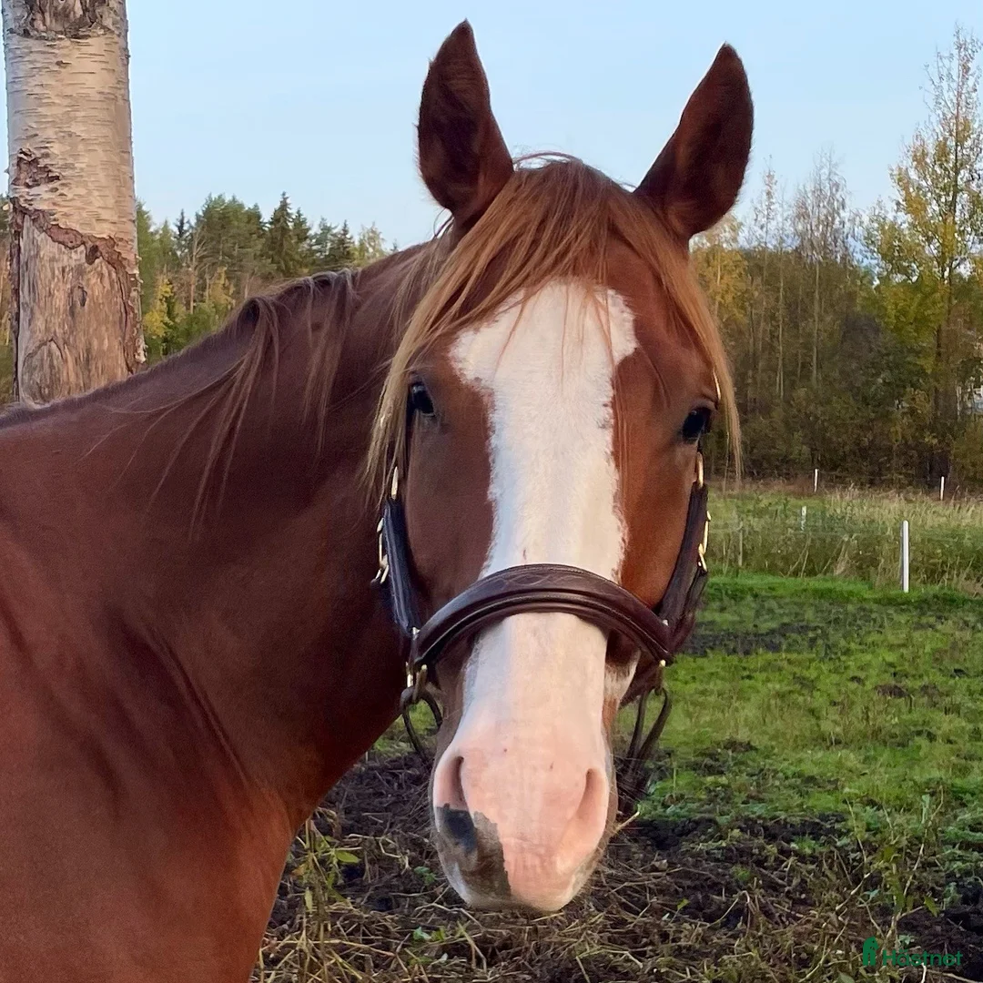 Allround hästar till salu: Trevlig valack i Umeå - Annons 3