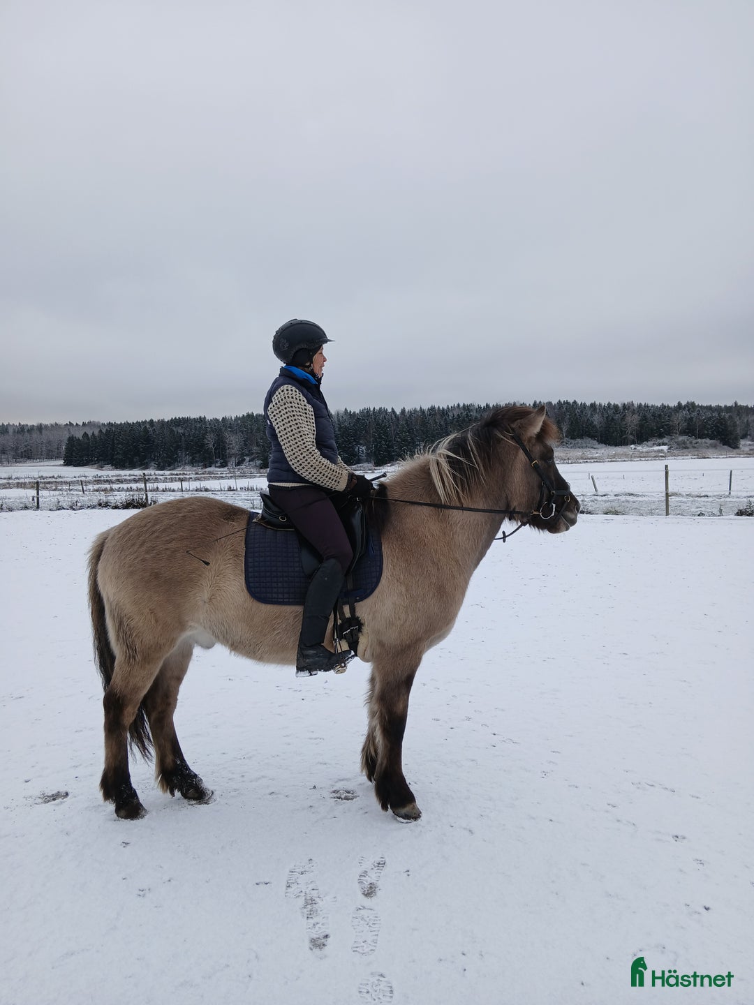 Island hästar till salu: Positiv, trygg, mysig islandshäst för skogsridning i Drottningholm - Annons 3