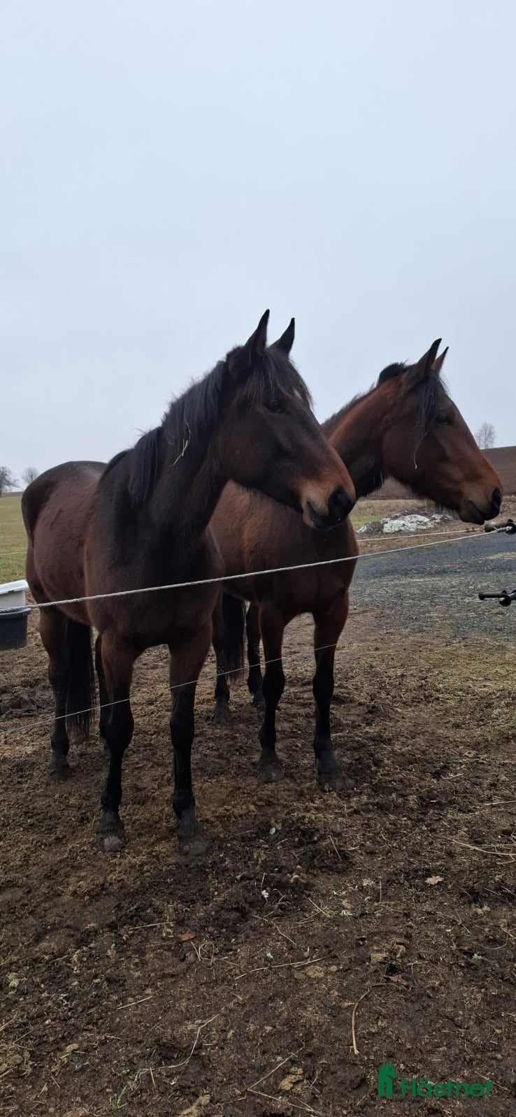  hästar 4åriga varmblodstravare i Aneby - Annons 1