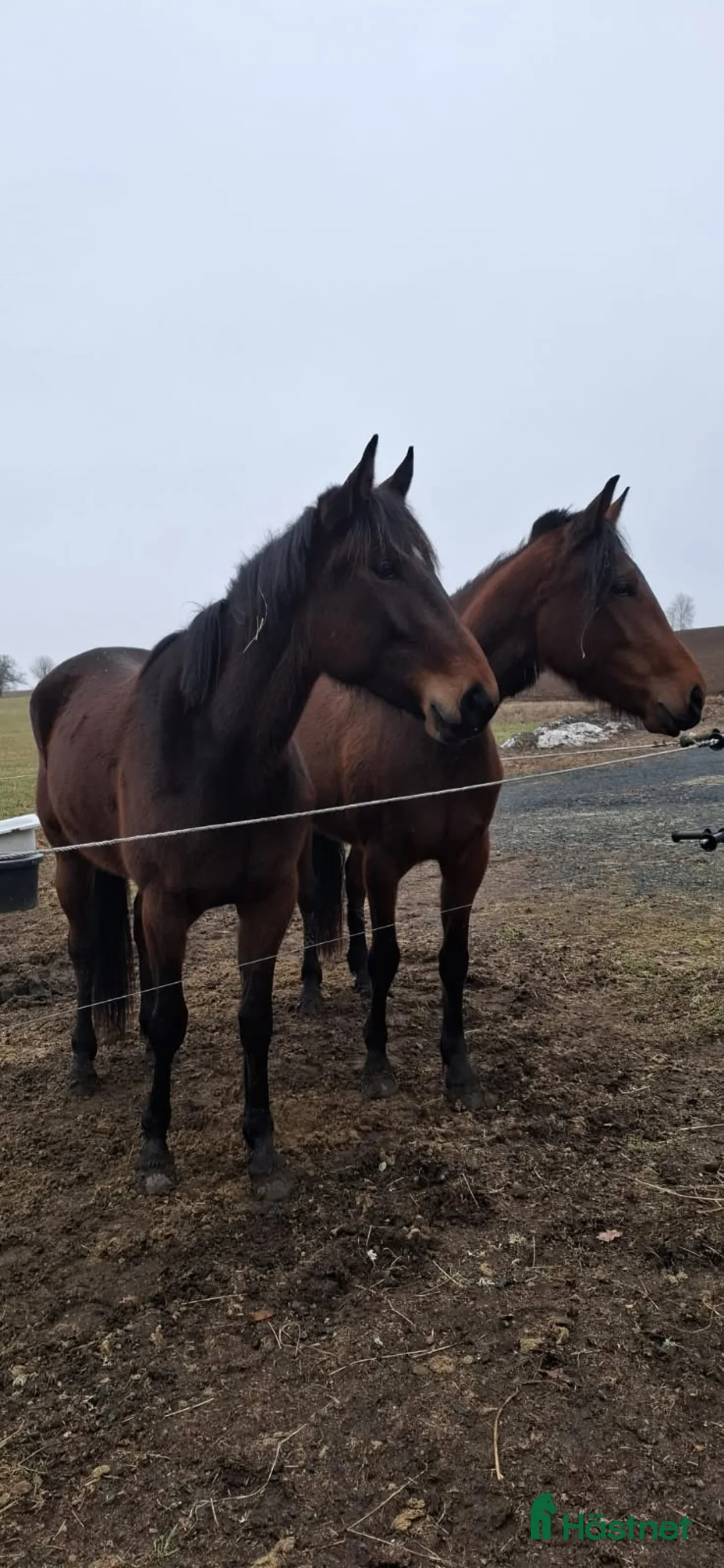 Allround hästar till salu: 4åriga varmblodstravare i Aneby - Annons 1