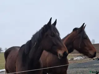 hästar 4åriga varmblodstravare i Aneby - Annons 1