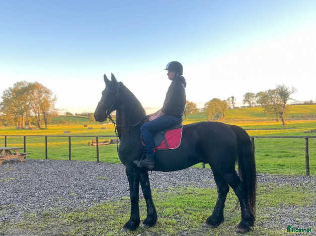 Hoppning hästar till salu: frieservalack i Fredriksberg - Annons 3