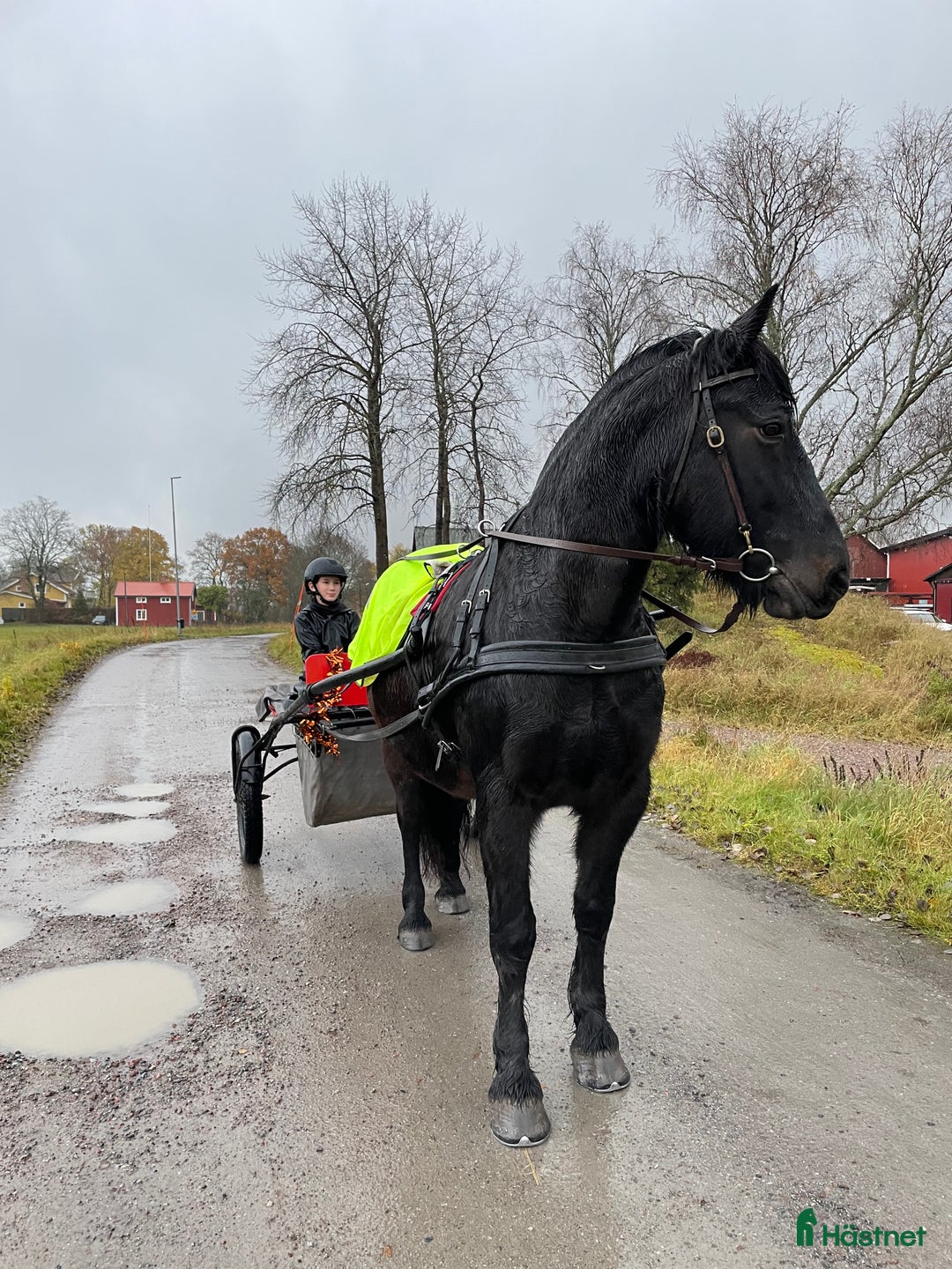  medryttarhäst finnes: 4 trygga hästar i Märsta söker medryttare i Märsta - Annons 8