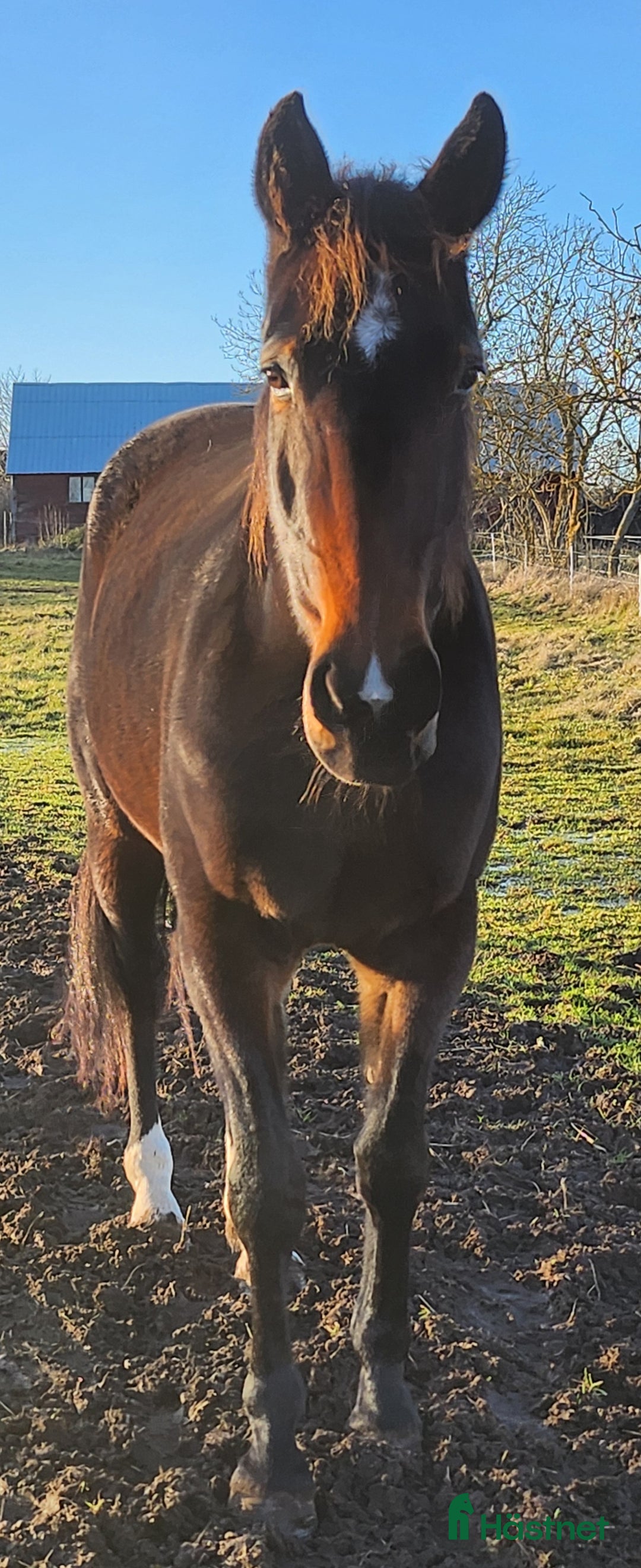  foderhäst finnes: Ridtravare - Annons 4