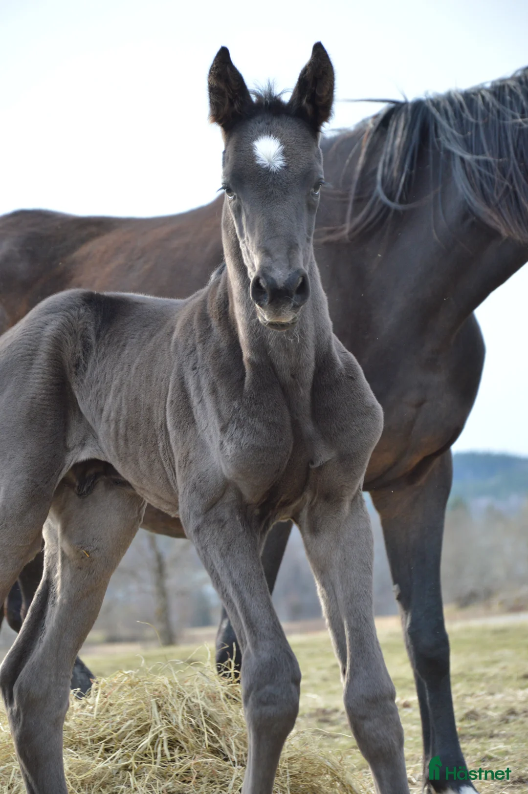 Dressyr hästar till salu: Blivande Black Beauty i Gällstad - Annons 1