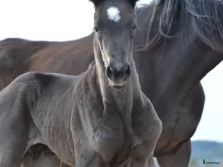 Dressyr hästar till salu: Blivande Black Beauty - Annons 1