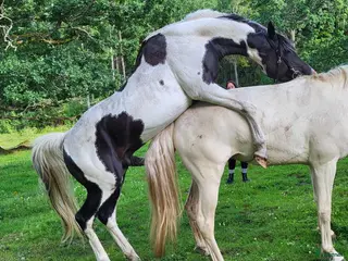 avel 98%arab skäck - Annons 8