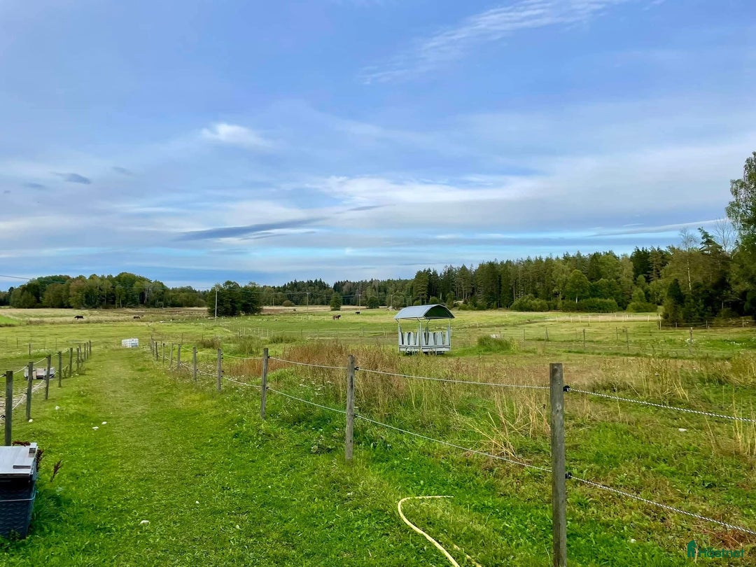  stallplats finnes: Boxplats eller lösdrift i Järlåsa - Annons 2