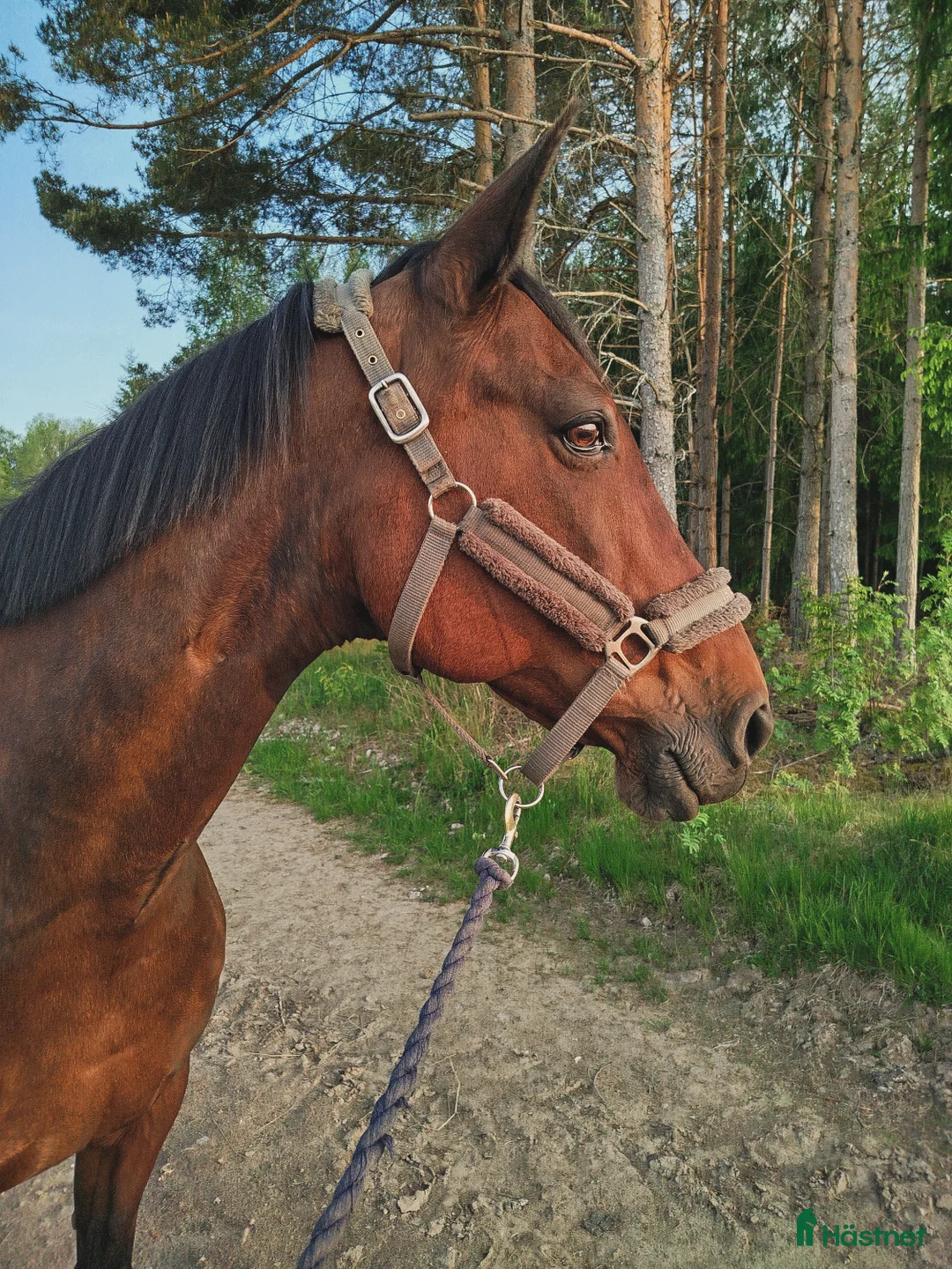 Allround hästar till salu: Sto till sällskap  i Ekshärad - Annons 2