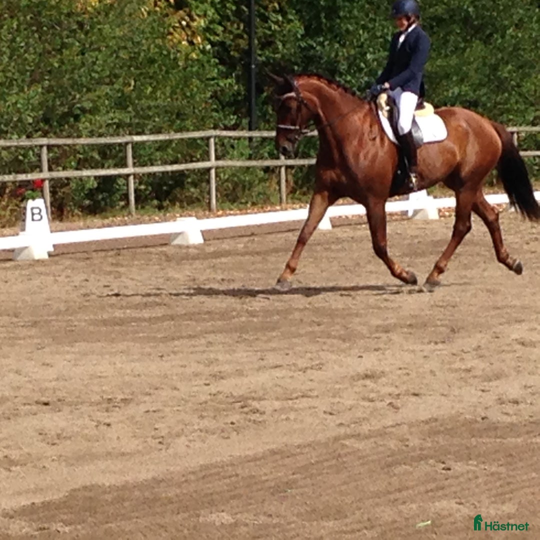 Dressyr hästar till salu: Dressyr/Allround i Falkenberg - Annons 2