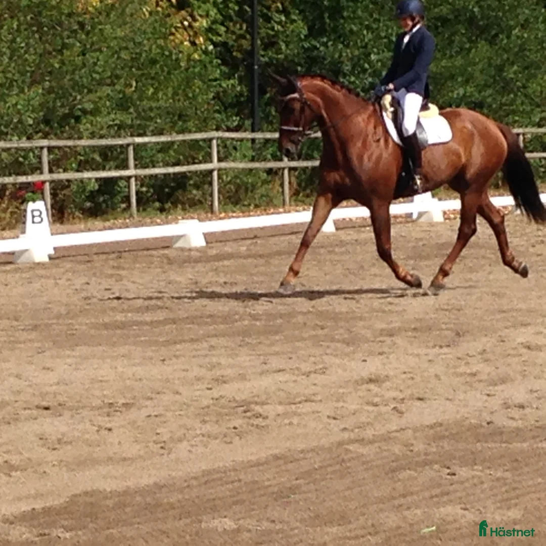 Dressyr hästar till salu: Dressyr/Allround - Annons 2