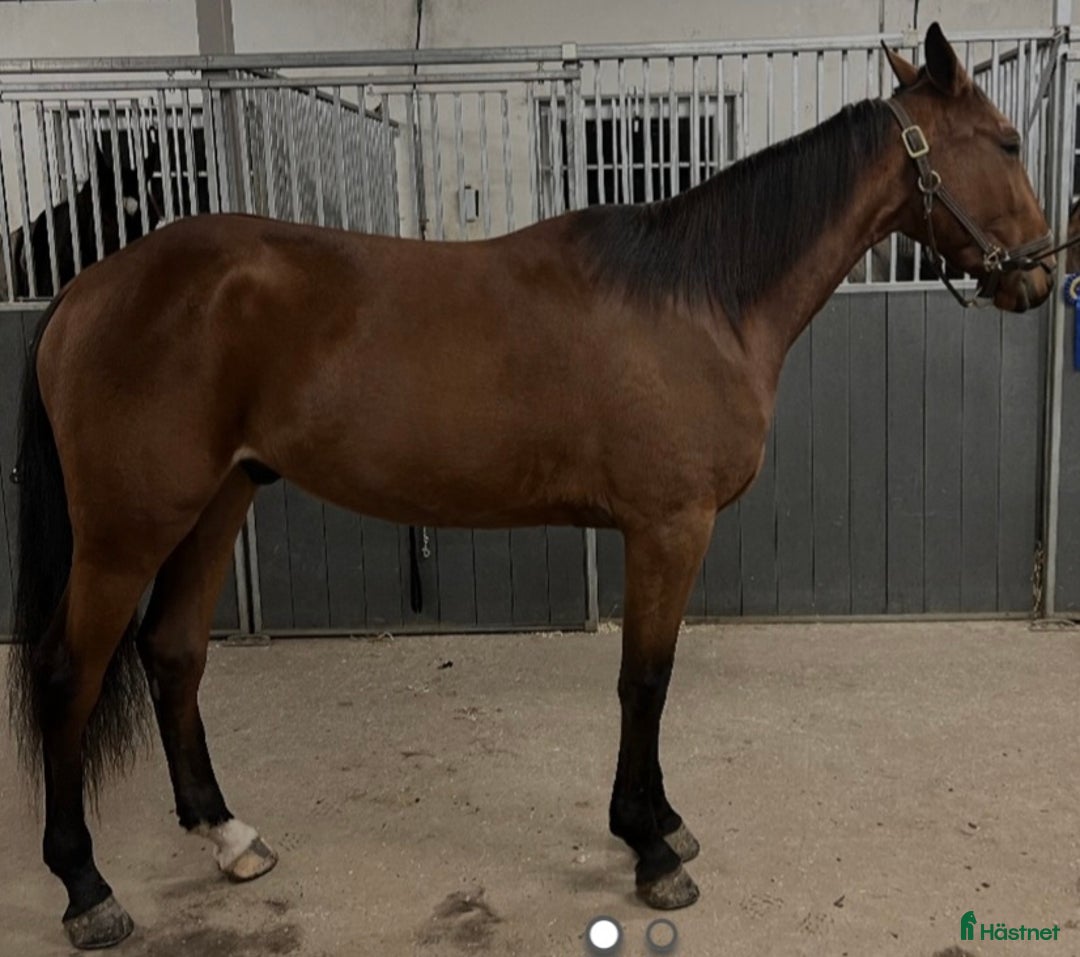 Allround hästar till salu: Starthäst i Bollnäs - Annons 1