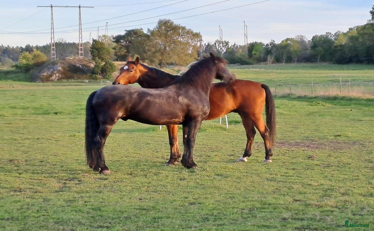  stallplats i Bro - Annons 4